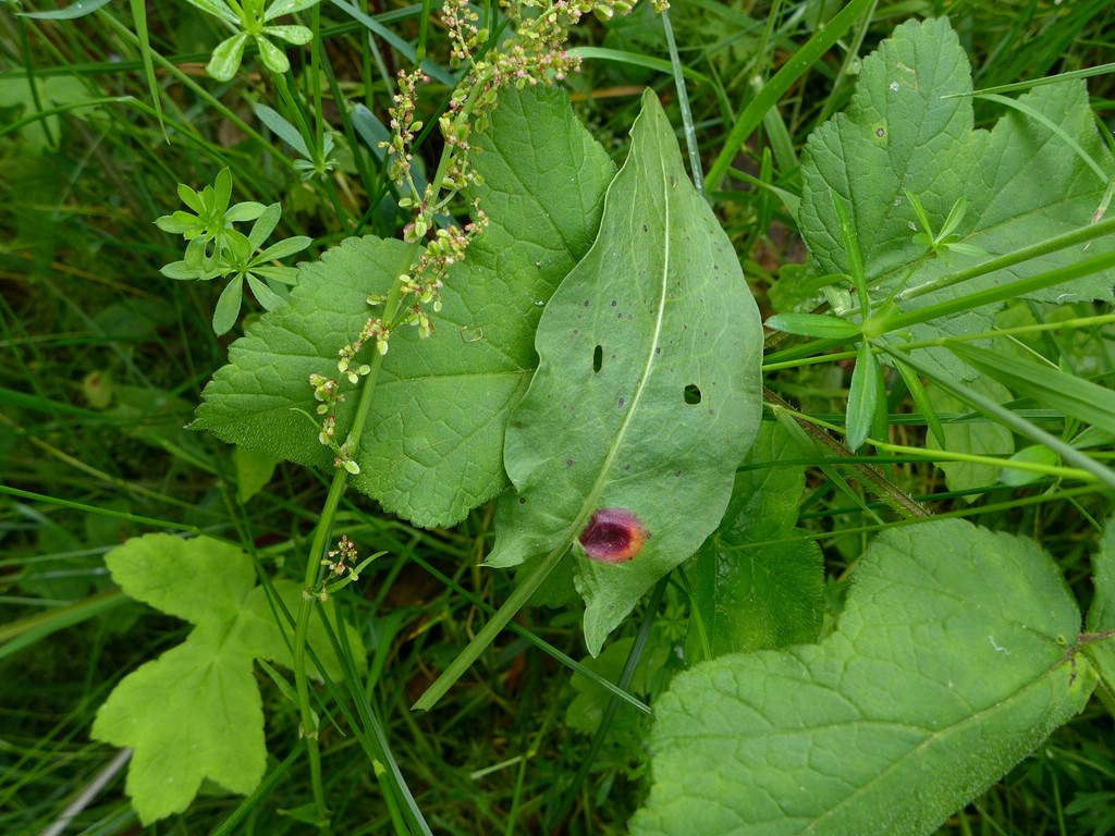 puccinia-phragmites_rumex-acetosa_jkruse-1