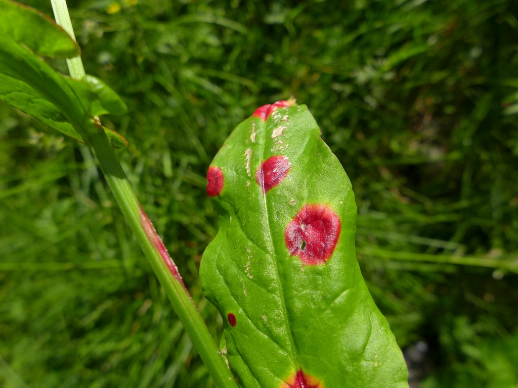 puccinia-phragmites_rumex-acetosa_jkruse-6