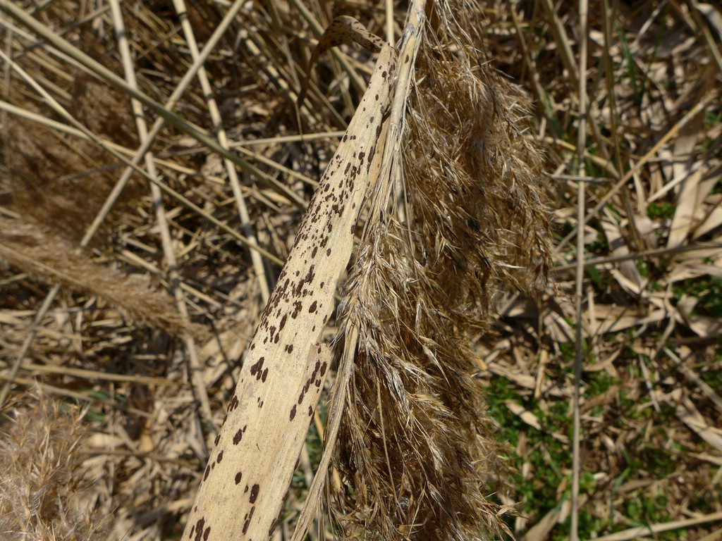 puccinia-phragmitis-s-str-_phragmites-australis_jkruse-1