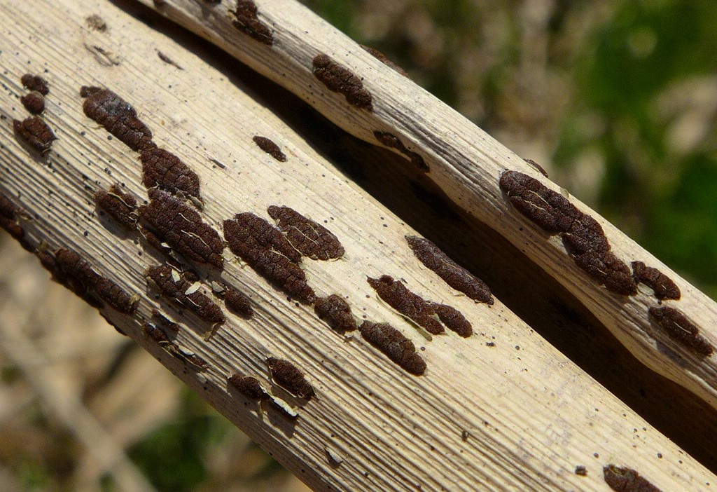 puccinia-phragmitis-s-str-_phragmites-australis_jkruse-2