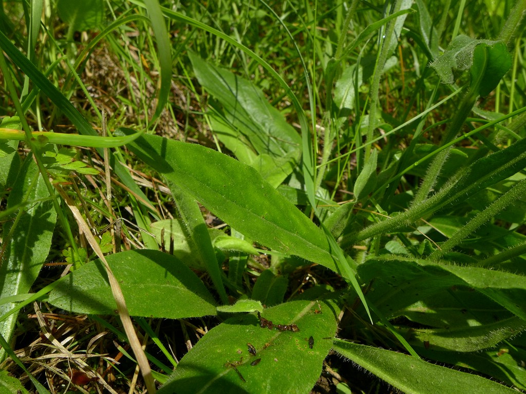 puccinia-piloselloidearum_pilosella-cymosa_jkruse-1