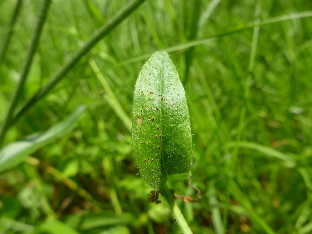 puccinia-piloselloidearum_pilosella-cymosa_jkruse-2