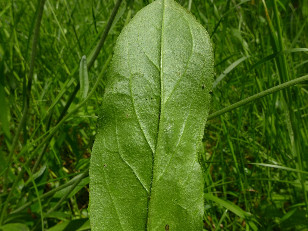 puccinia-piloselloidearum_pilosella-cymosa_jkruse-3