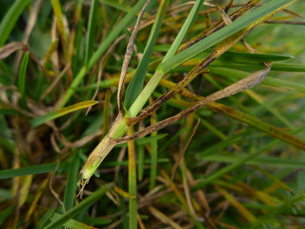 puccinia-poae-nemoralis_lolium-perenne_jkrus-2