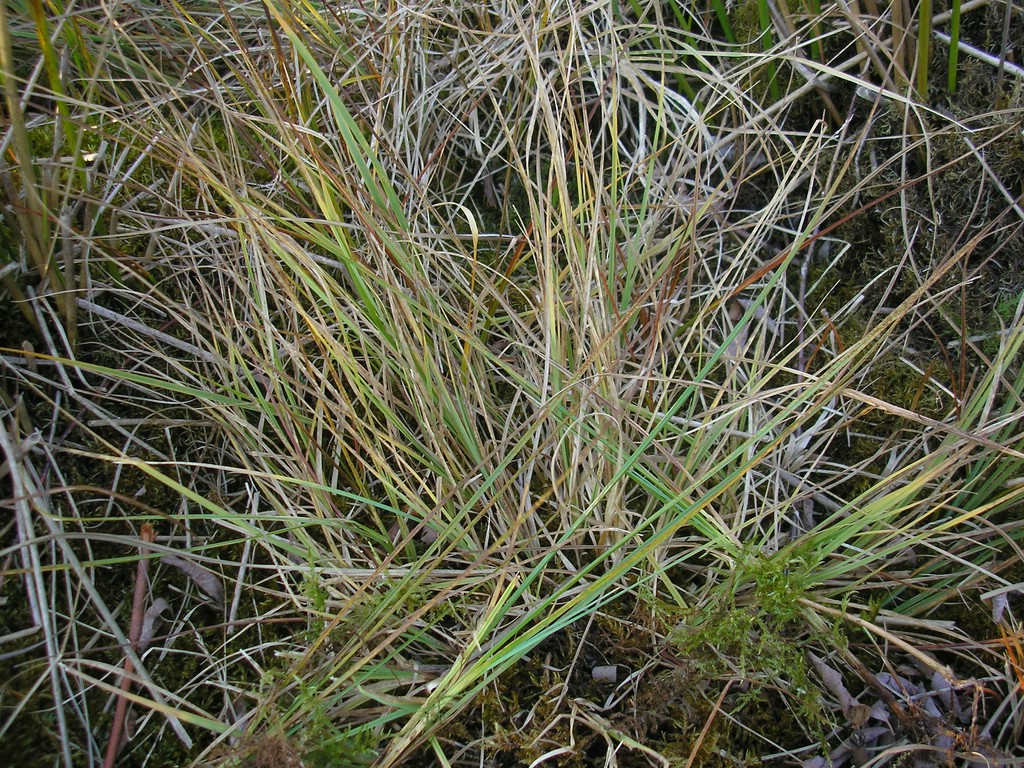 Puccinia-pringsheimiana_Carex-nigra