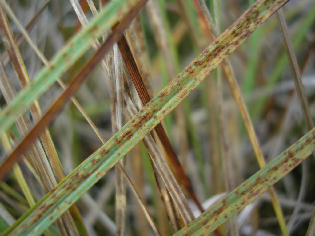 Puccinia-pringsheimiana_Carex-nigra