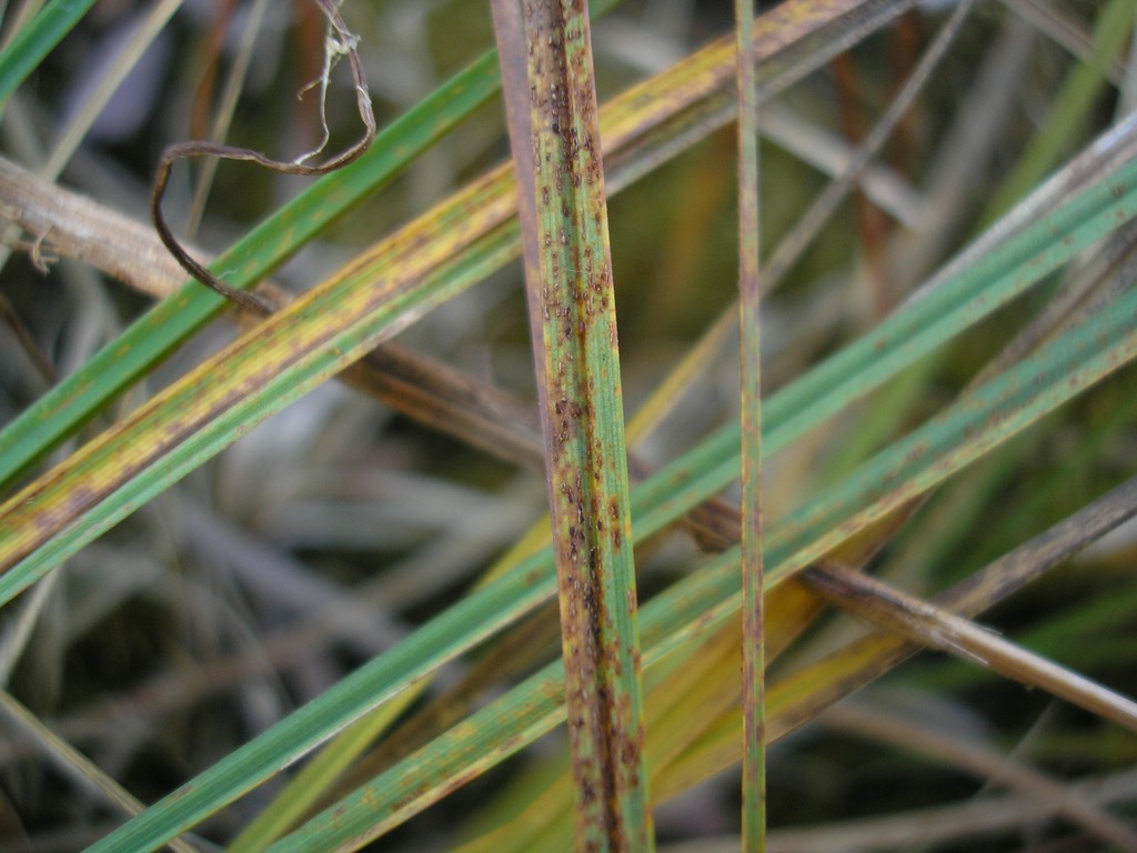 Puccinia-pringsheimiana_Carex-nigra