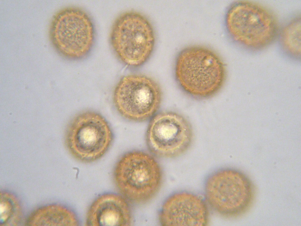 Puccinia-pringsheimiana_Carex-nigra