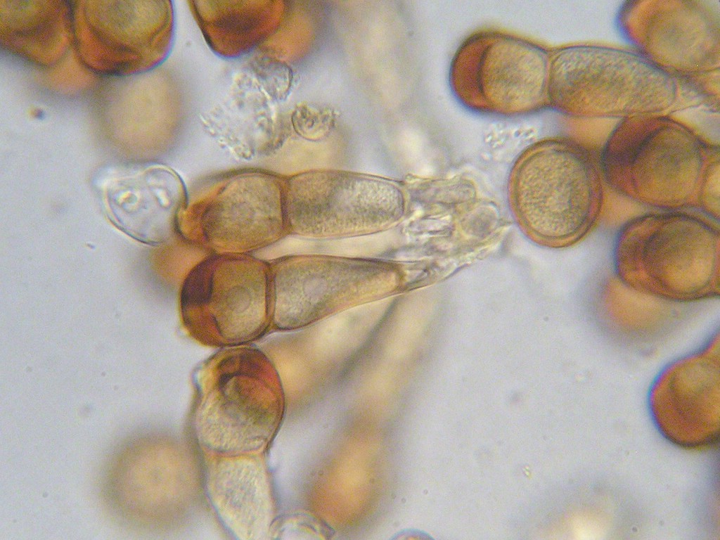 Puccinia-pringsheimiana_Carex-nigra