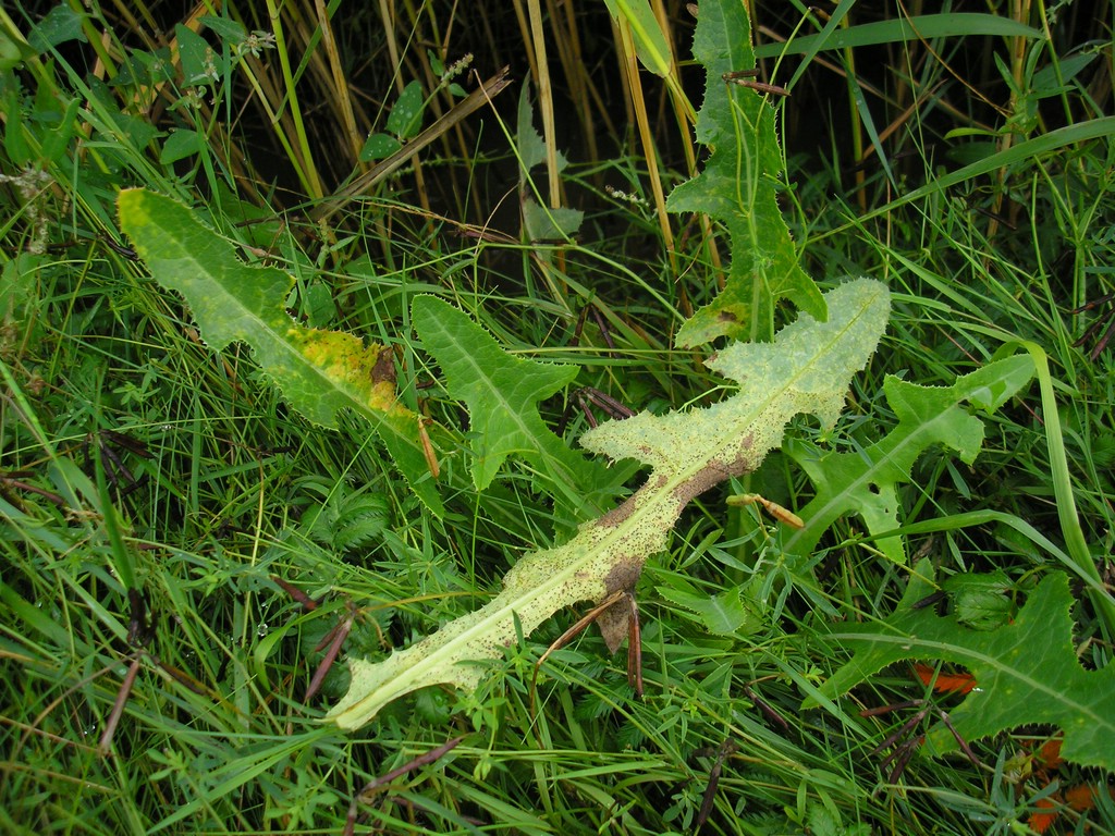 Puccinia-pseudosphaeria_Sonchus-arvensis