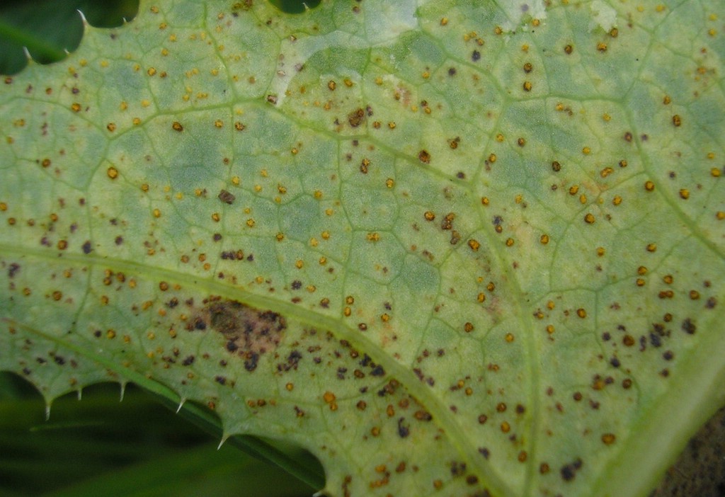 Puccinia-pseudosphaeria_Sonchus-arvensis