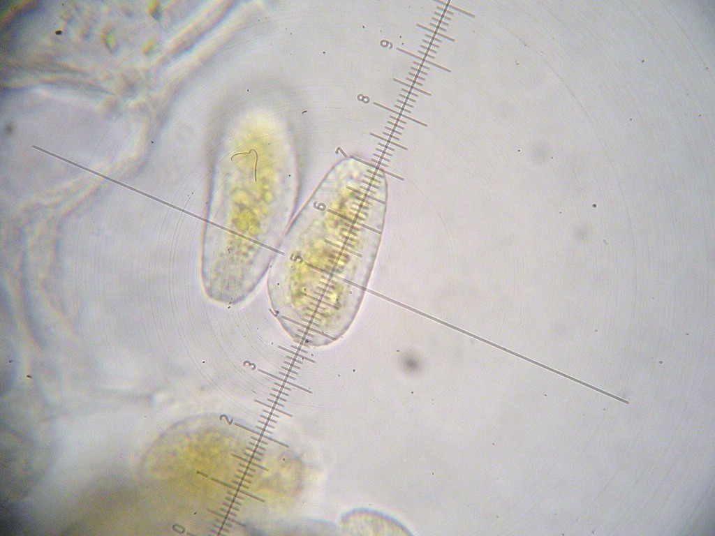 Puccinia-pseudosphaeria_Sonchus-arvensis