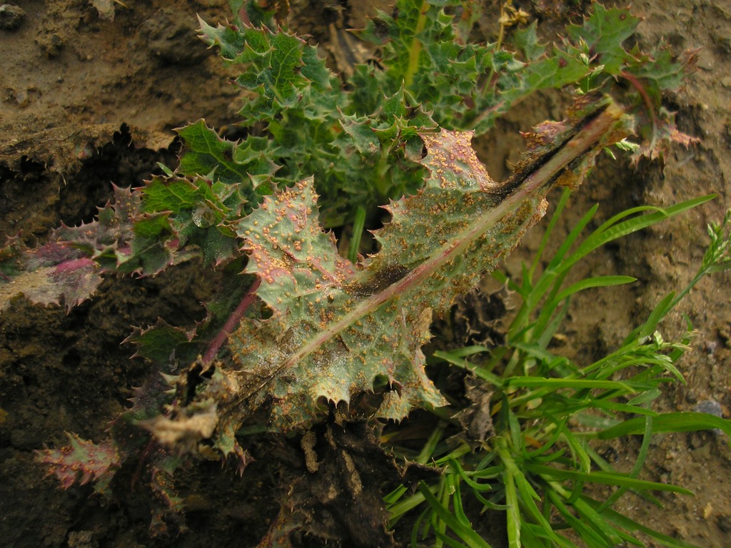 Puccinia-pseudosphaeria_Sonchus-asper