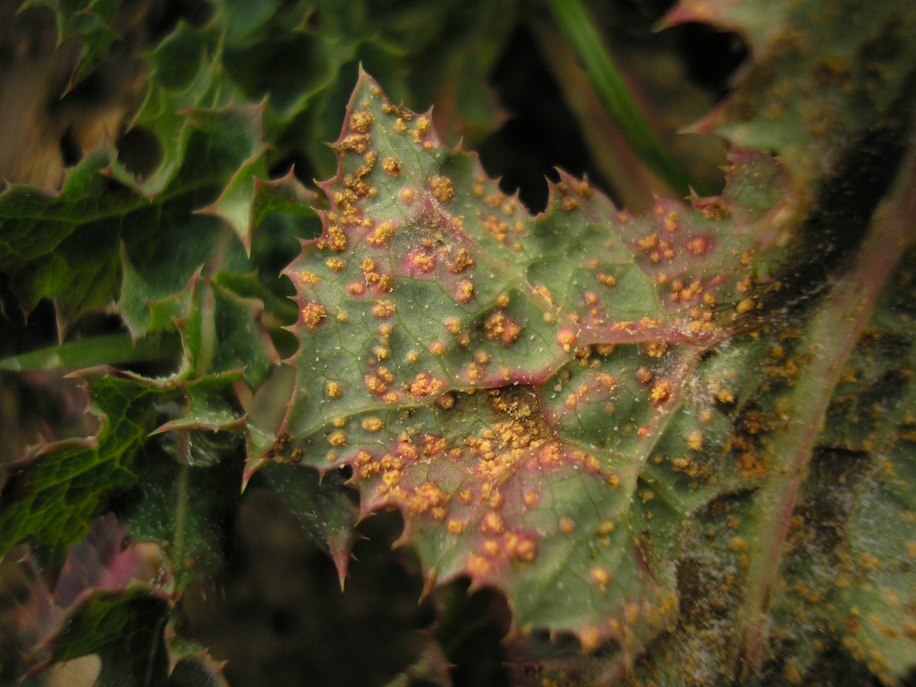 Puccinia-pseudosphaeria_Sonchus-asper