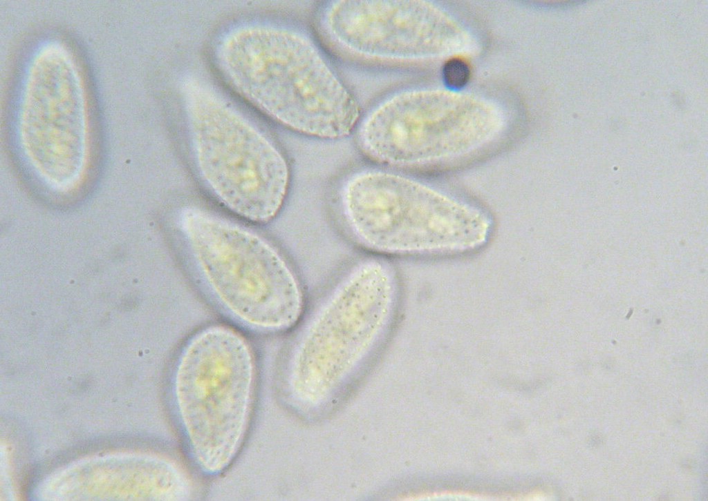 Puccinia-pseudosphaeria_Sonchus-asper