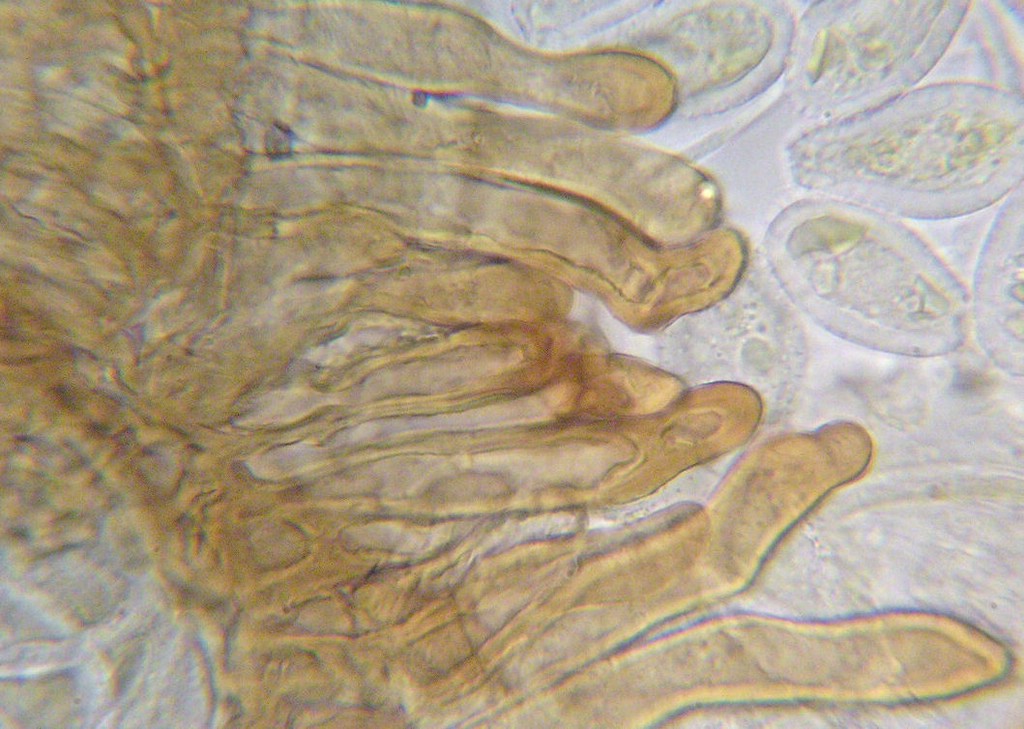 Puccinia-pseudosphaeria_Sonchus-asper