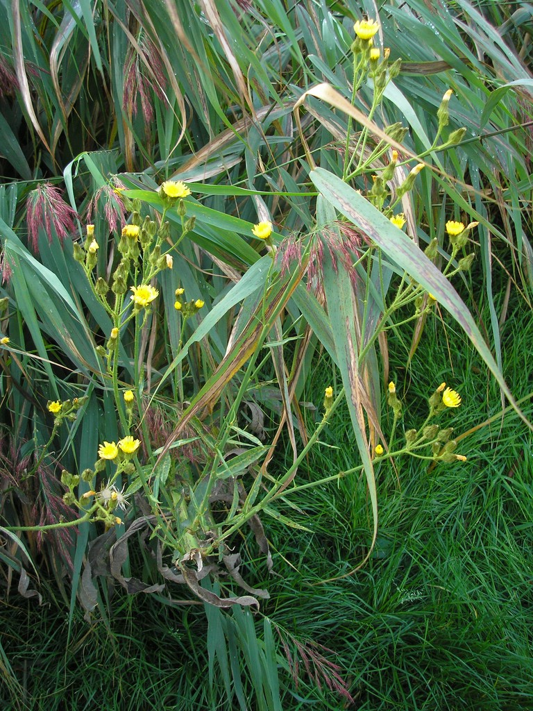 Puccinia-pseudosphaeria_Sonchus-palustris