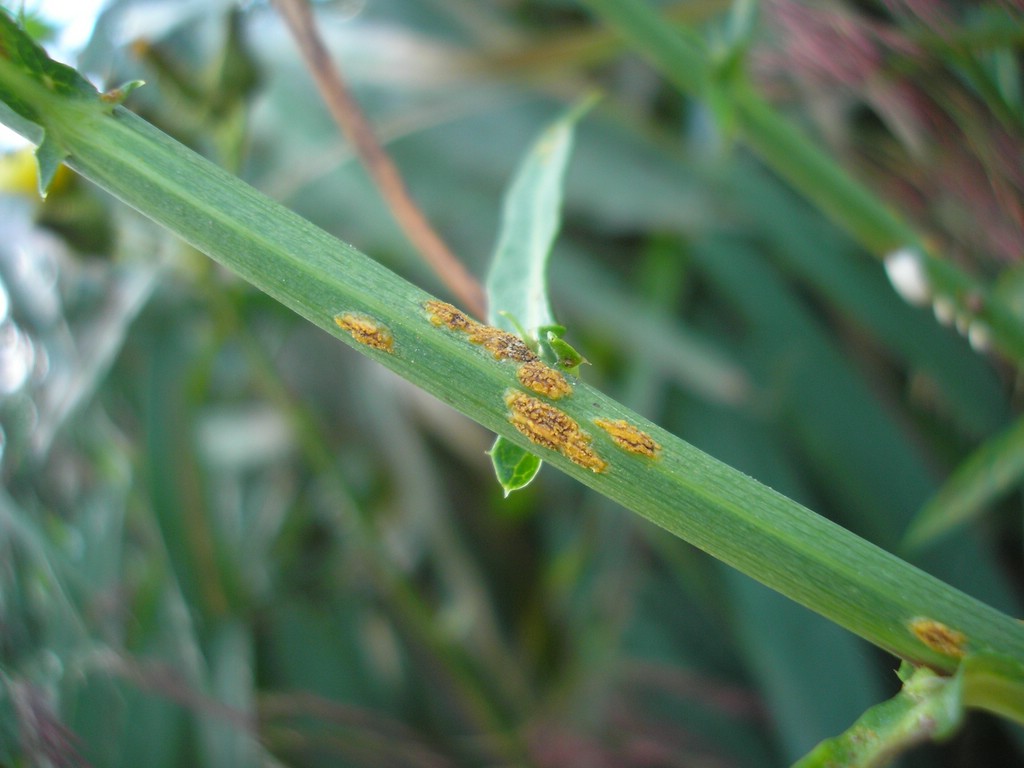 Puccinia-pseudosphaeria_Sonchus-palustris