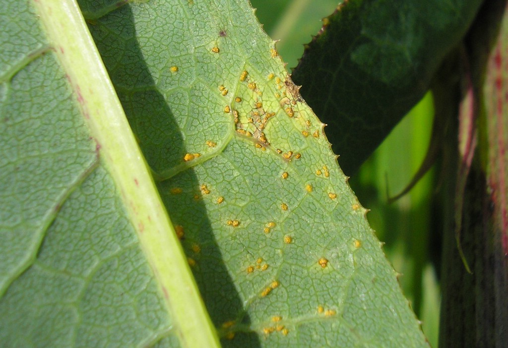 Puccinia-pseudosphaeria_Sonchus-palustris