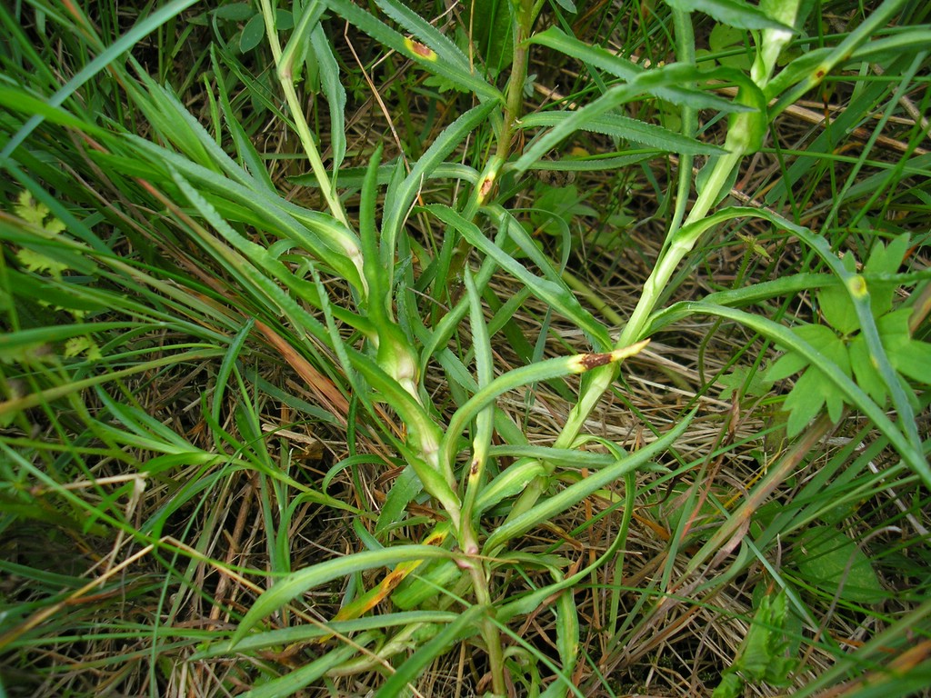 Puccinia-ptarmicae_Achillea-ptarmica