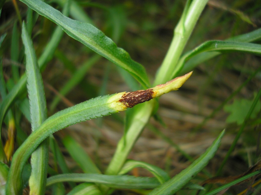 Puccinia-ptarmicae_Achillea-ptarmica