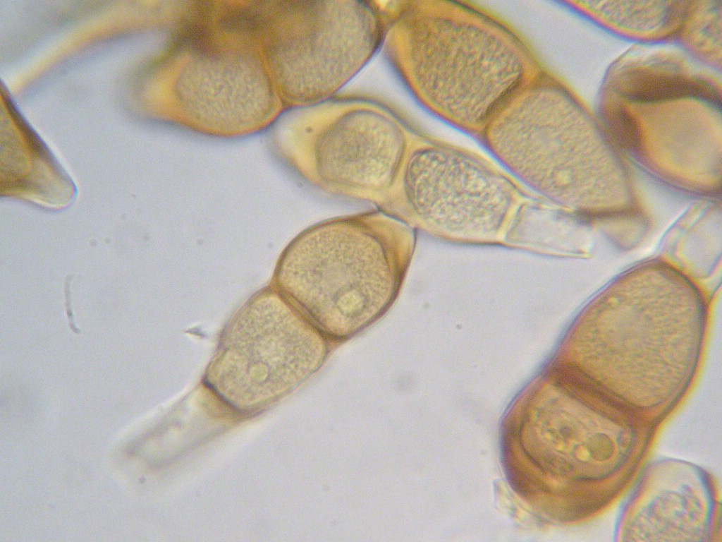 Puccinia-ptarmicae_Achillea-ptarmica