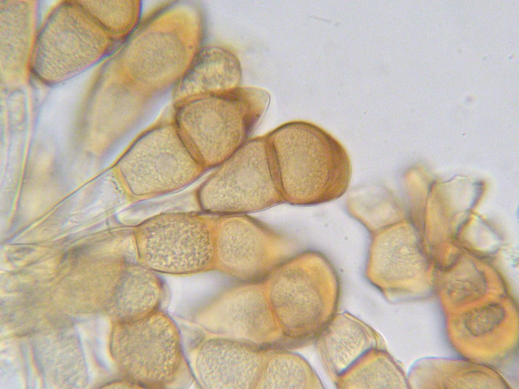 Puccinia-ptarmicae_Achillea-ptarmica