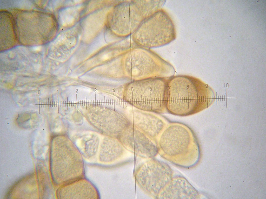 Puccinia-ptarmicae_Achillea-ptarmica