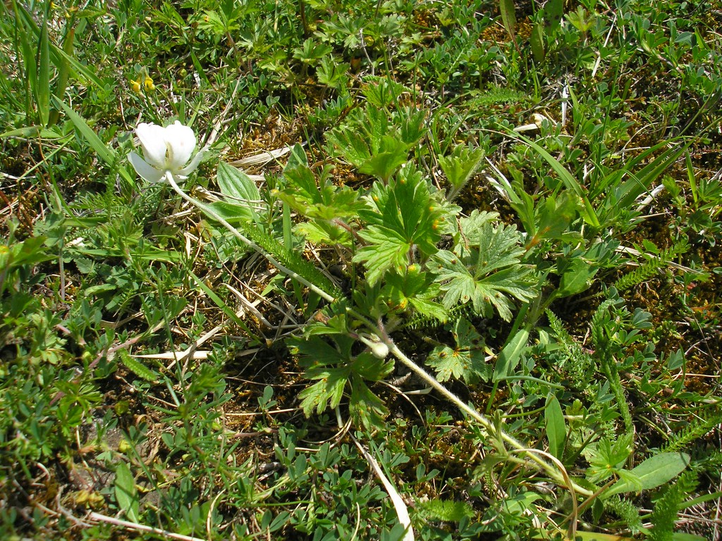 Puccinia-pulsatillae_Anemone-sylvestris