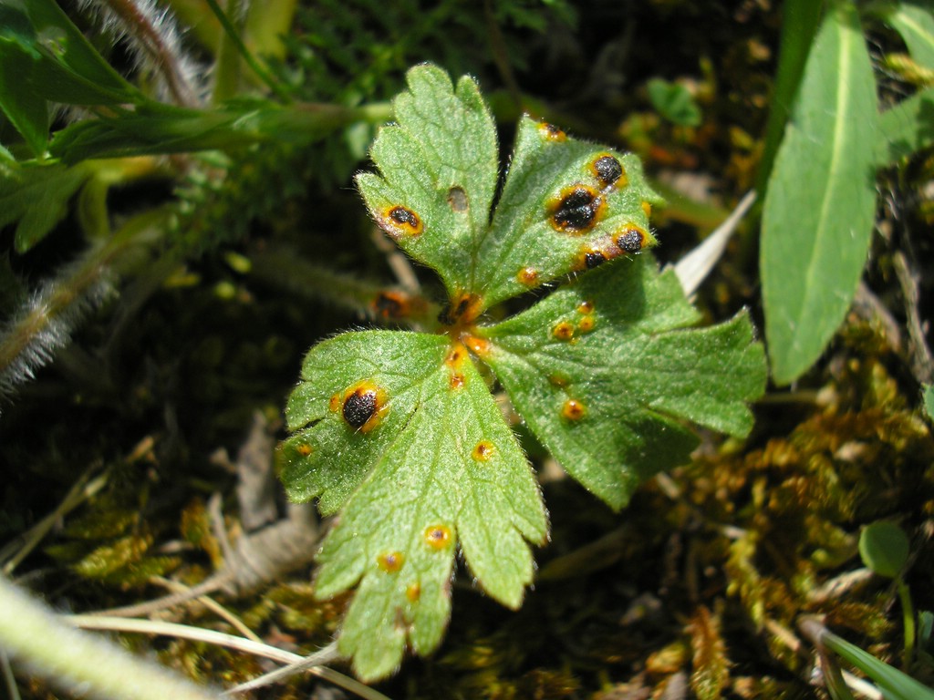 Puccinia-pulsatillae_Anemone-sylvestris