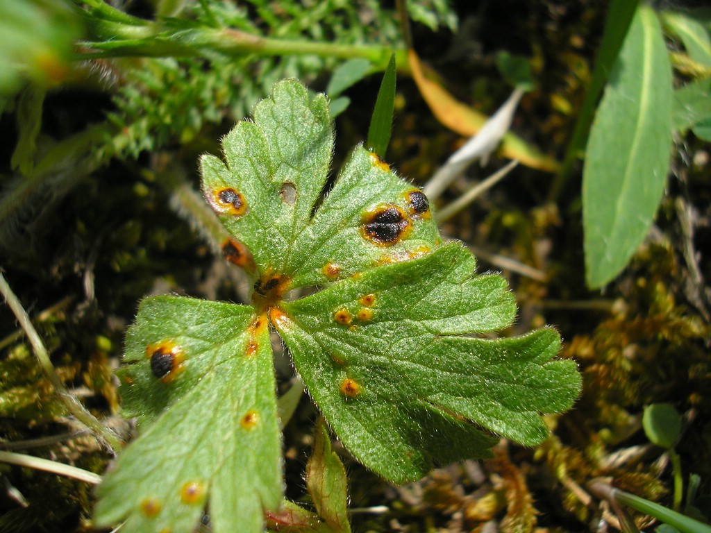 Puccinia-pulsatillae_Anemone-sylvestris