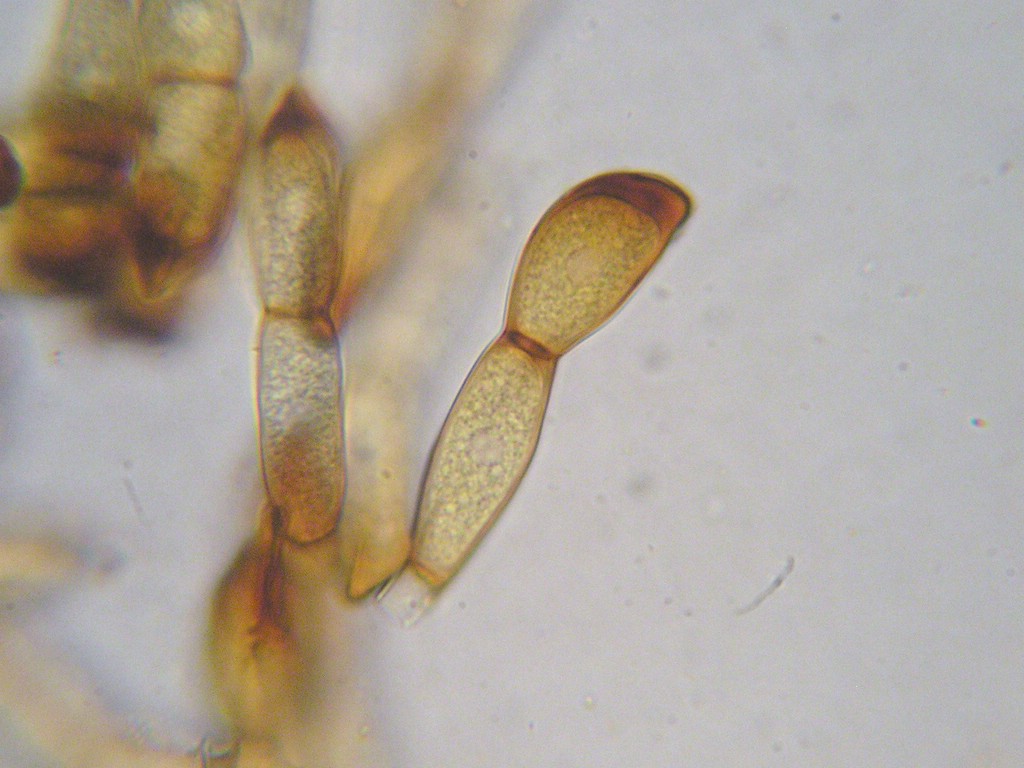 Puccinia-pulsatillae_Anemone-sylvestris