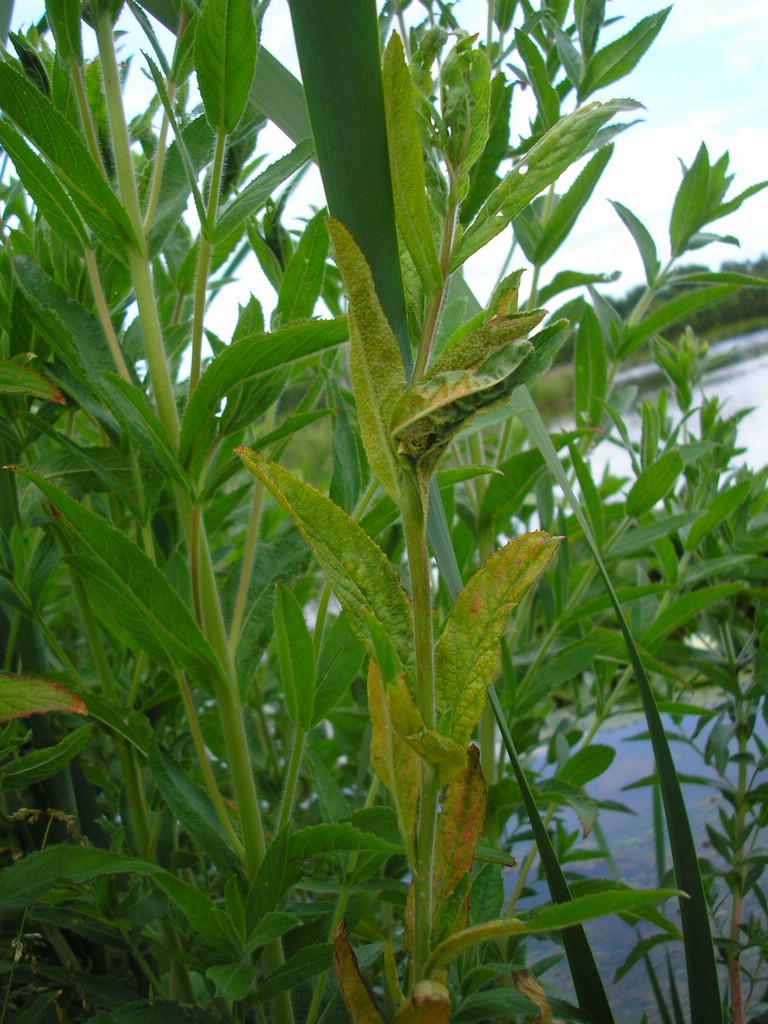 Puccinia-pulverulenta_Epilobium-hirsutum