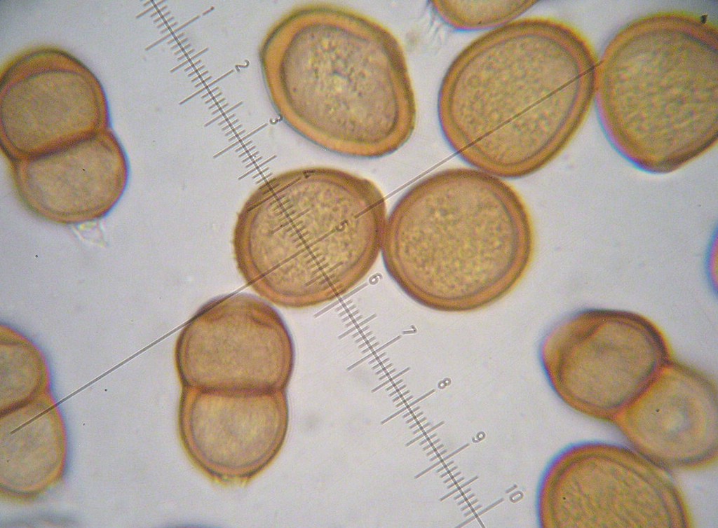 Puccinia-pulverulenta_Epilobium-hirsutum