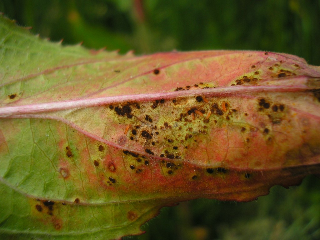 Puccinia-pulverulenta_Epilobium-hirsutum