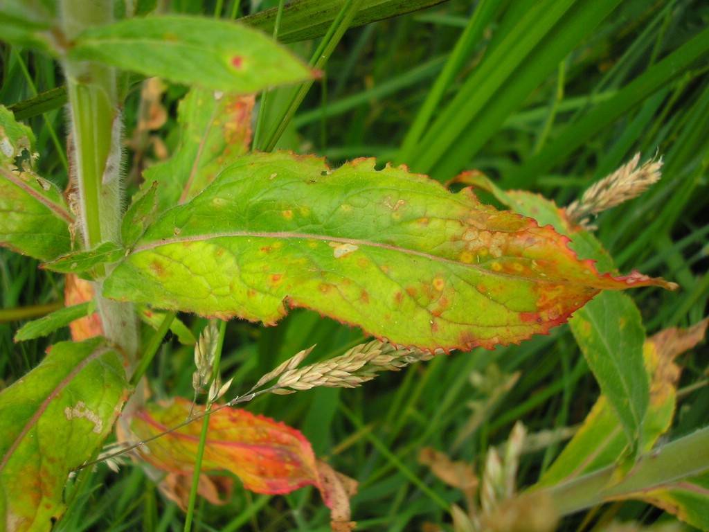 Puccinia-pulverulenta_Epilobium-hirsutum