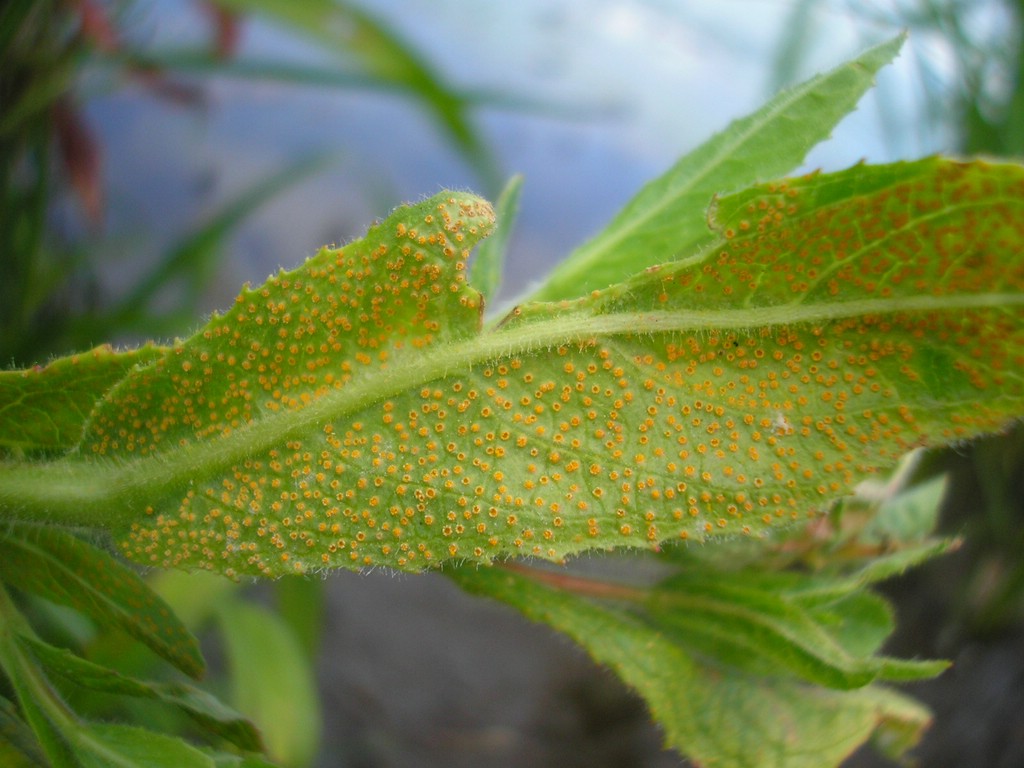 Puccinia-pulverulenta_Epilobium-hirsutum