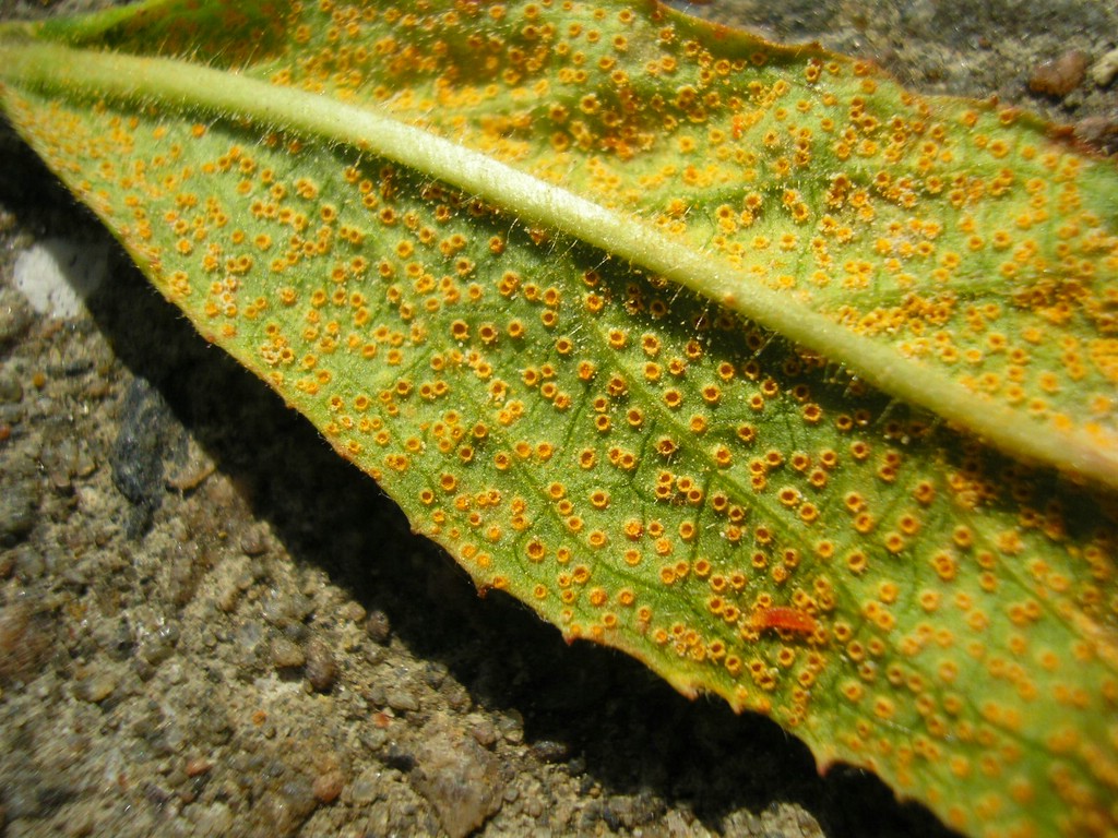 Puccinia-pulverulenta_Epilobium-hirsutum