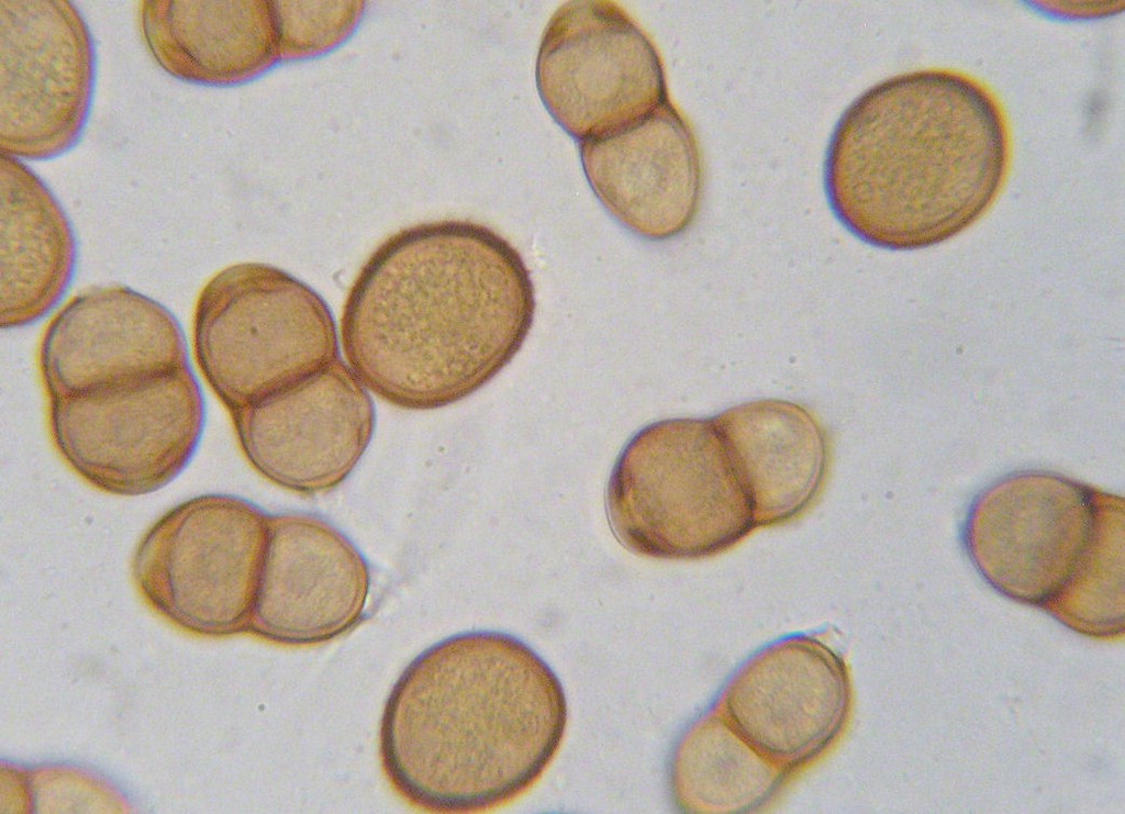 Puccinia-pulverulenta_Epilobium-hirsutum