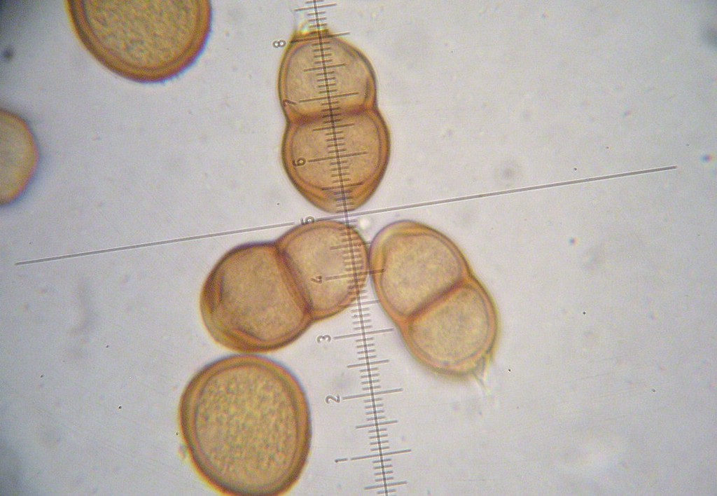 Puccinia-pulverulenta_Epilobium-hirsutum