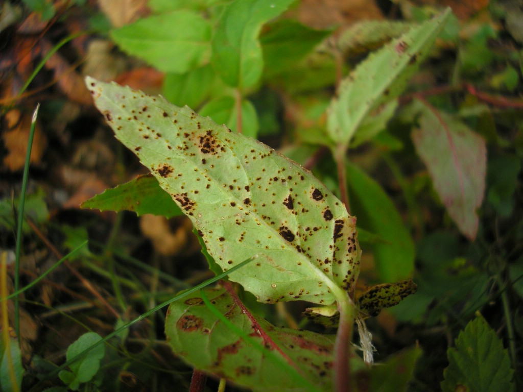 Puccinia-pulverulenta_Epilobium-montanum