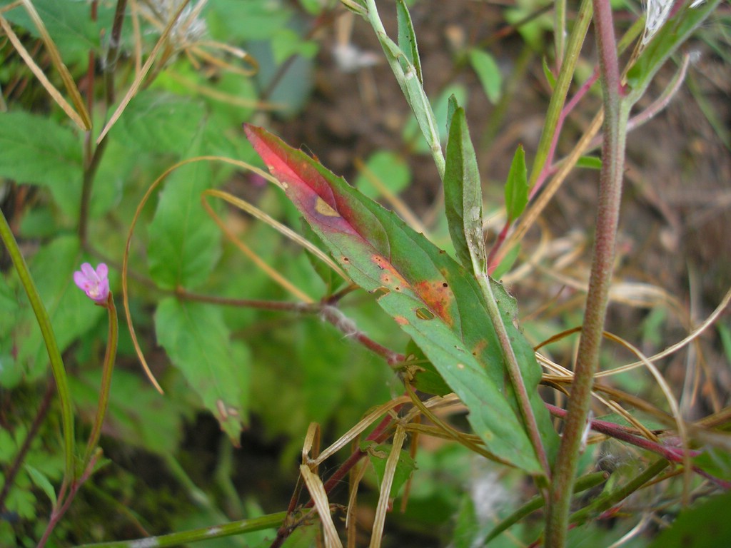 Puccinia-pulverulenta_Epilobium-montanum