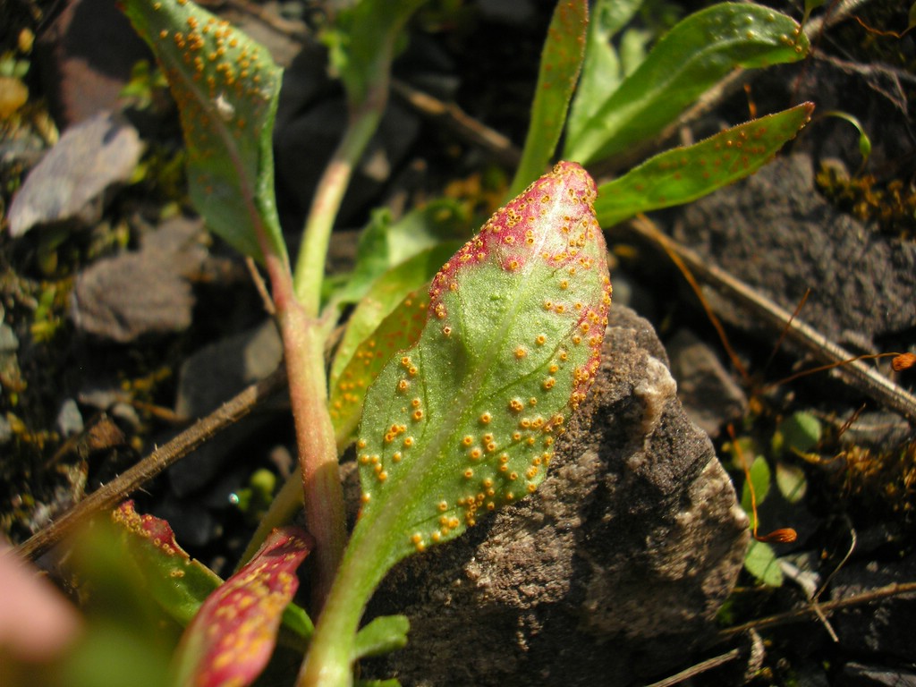 Puccinia-pulverulenta_Epilobium-tetragonum