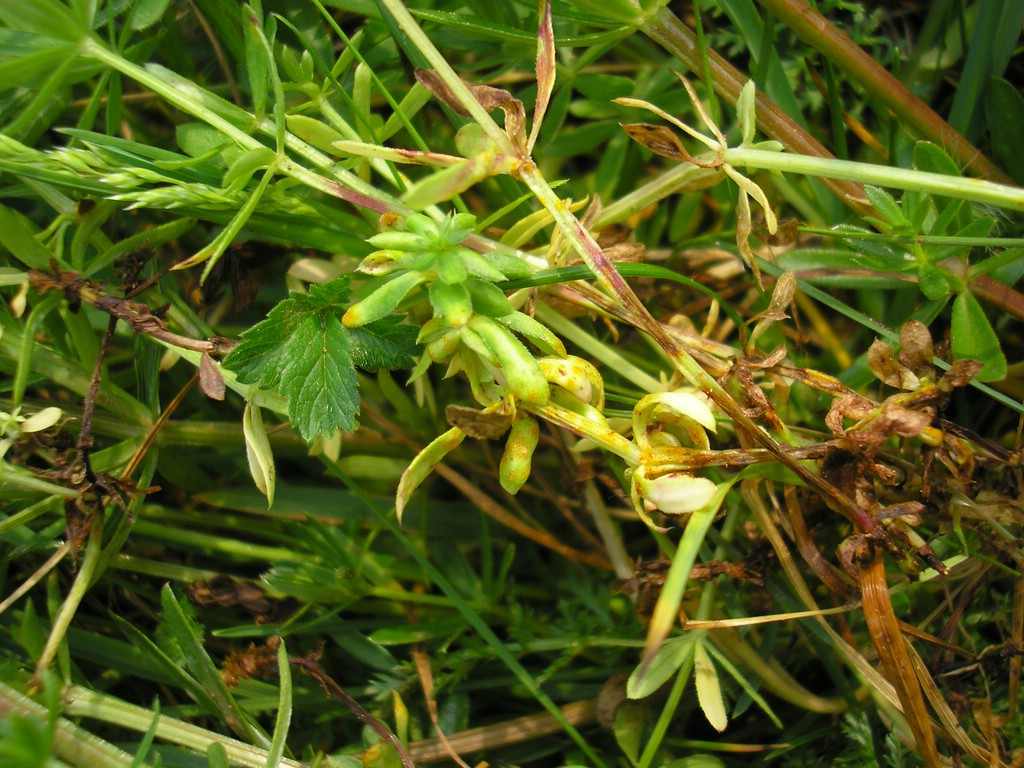 Puccinia-punctata_Galium-album