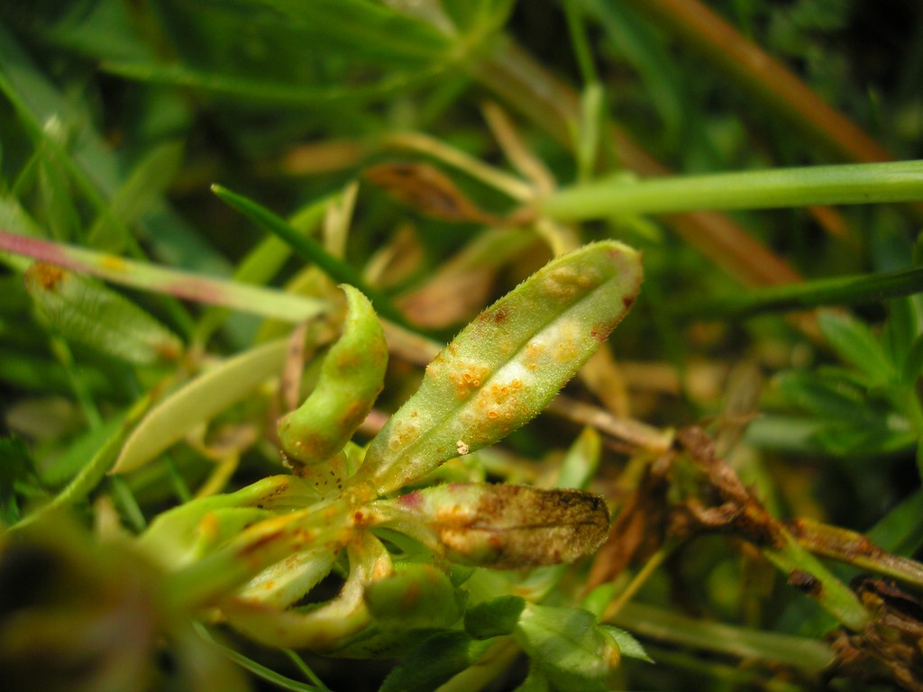 Puccinia-punctata_Galium-album