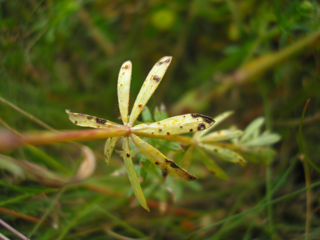 Puccinia-punctata_Galium-album