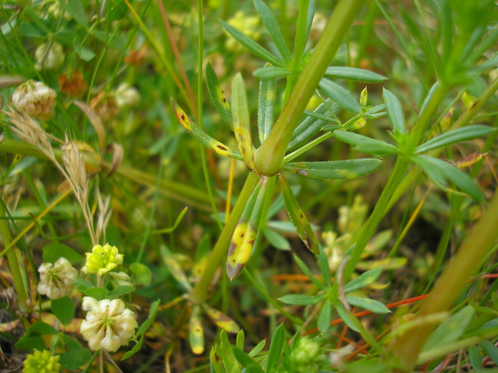 Puccinia-punctata_Galium-album