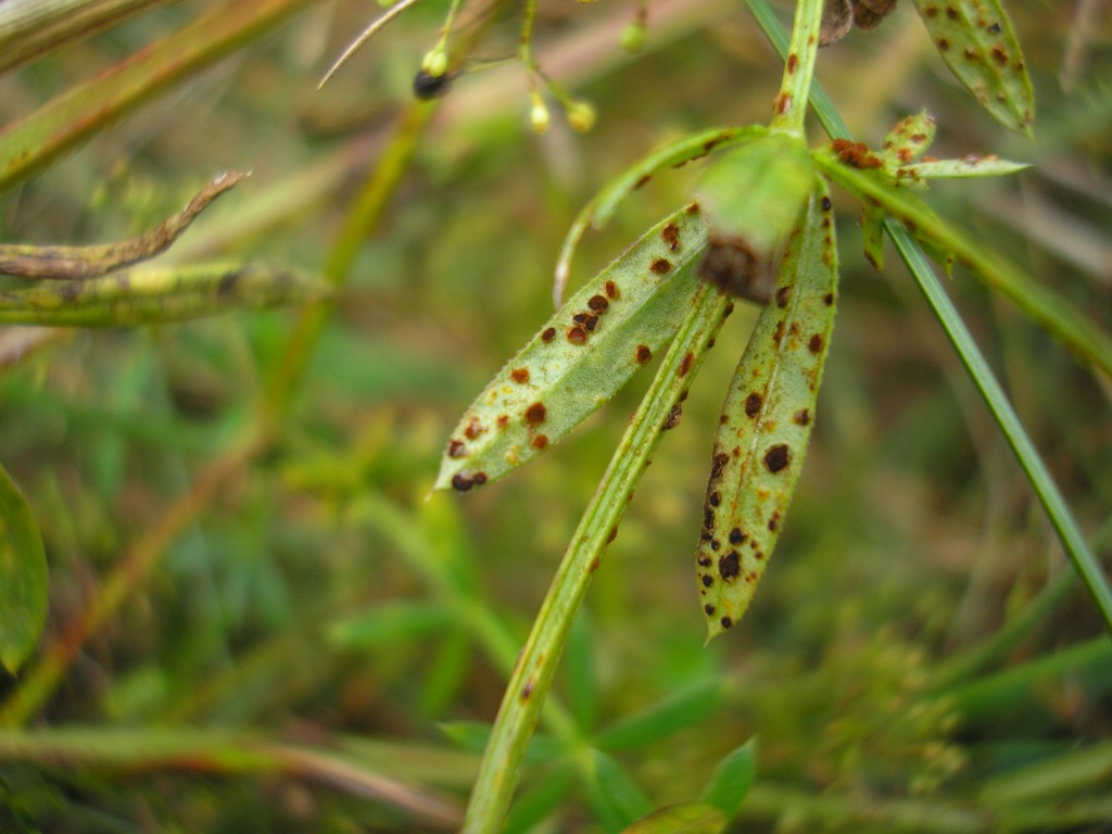 Puccinia-punctata_Galium-album