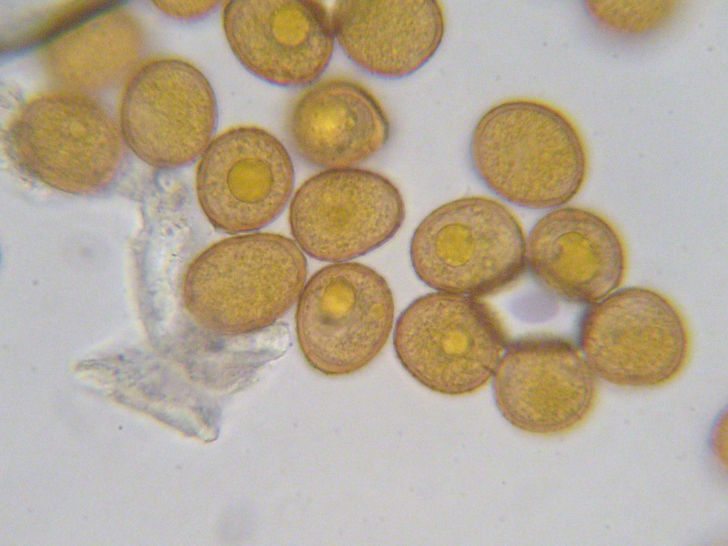 Puccinia-punctata_Galium-album