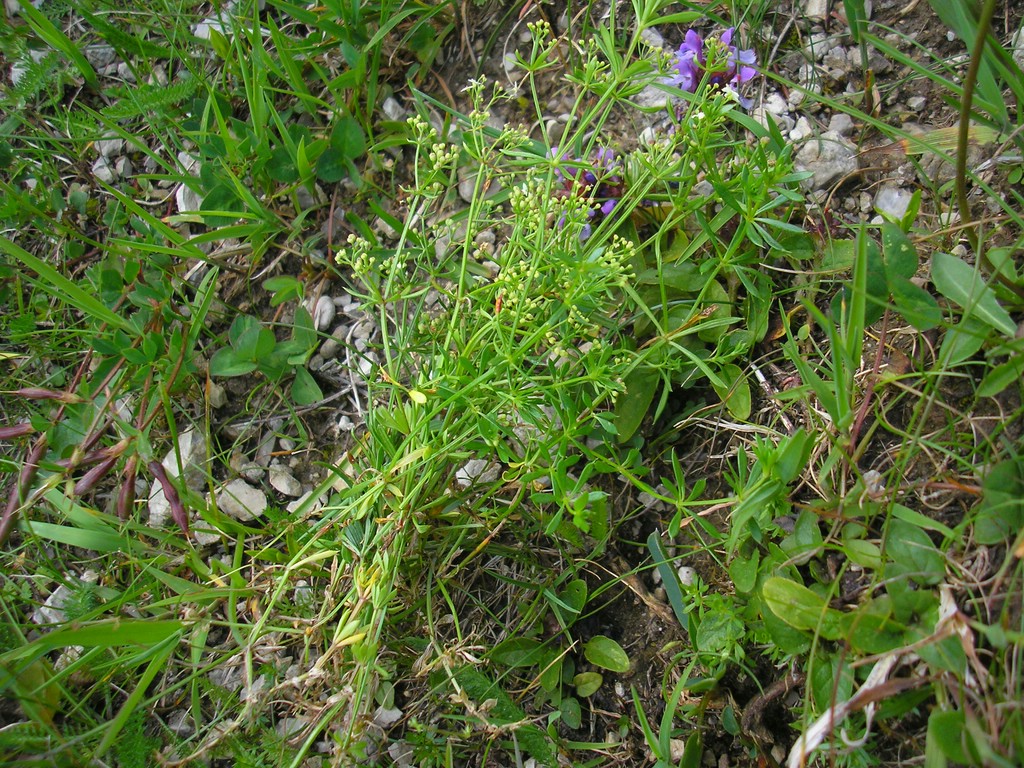 Puccinia-punctata_Galium-anisophyllon